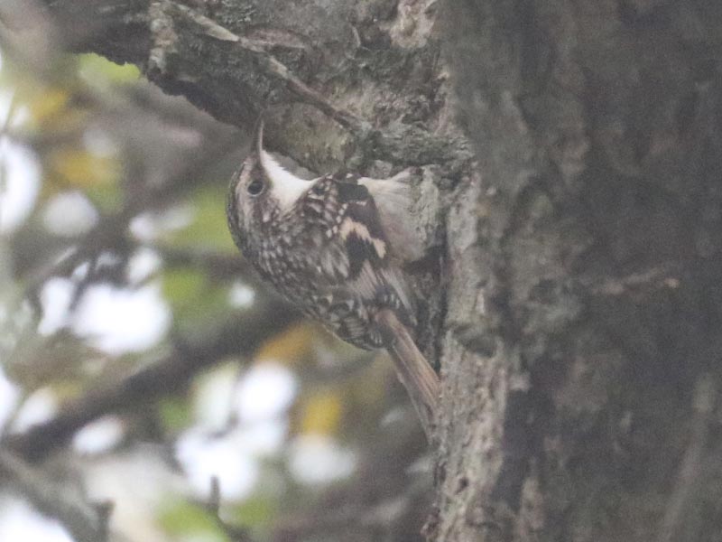 Mystery bird to be identified