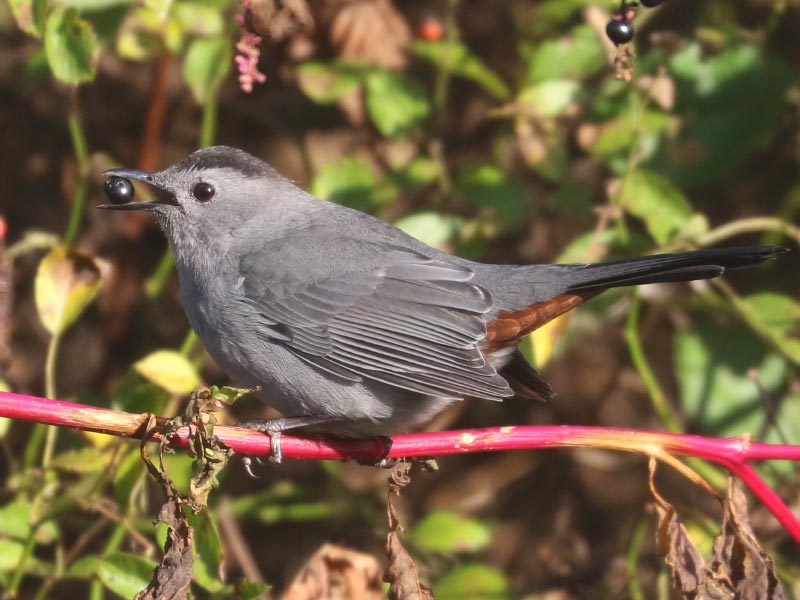 Mystery bird to be identified
