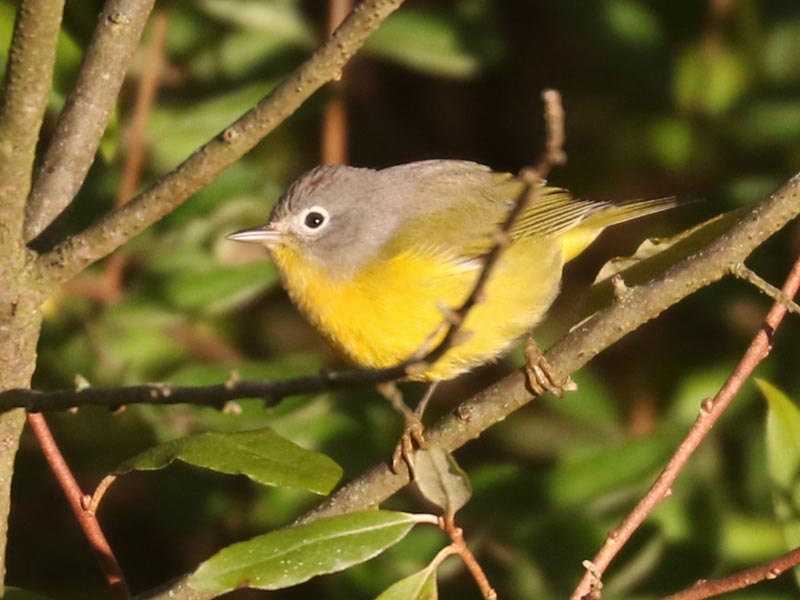 Mystery bird to be identified