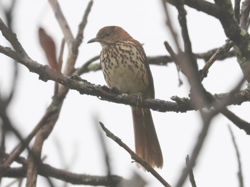 Mystery bird to be identified