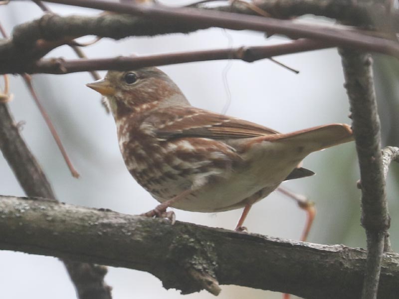 Mystery bird to be identified