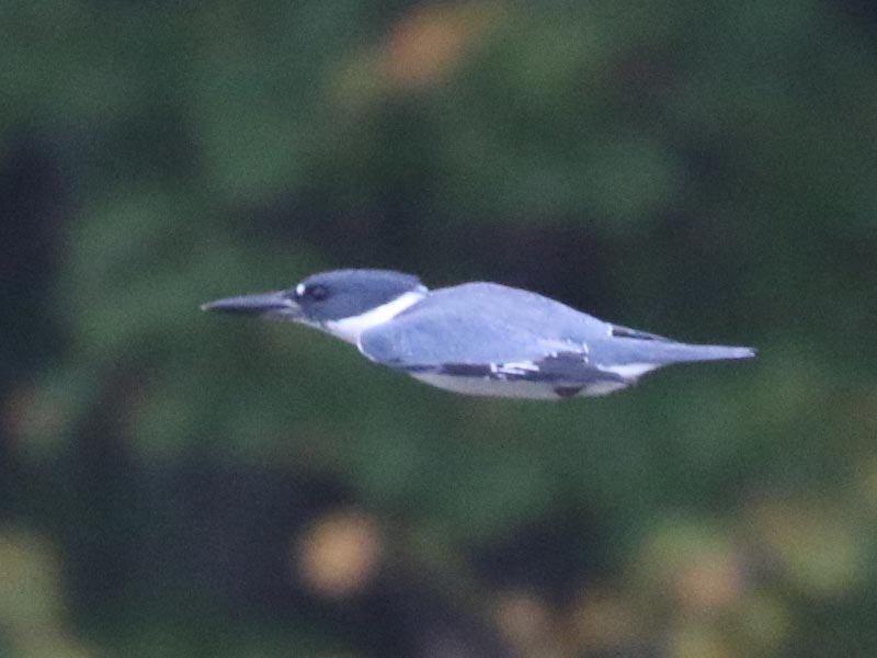 Mystery bird to be identified