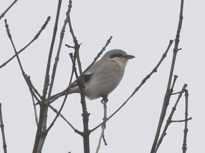 Mystery bird to be identified