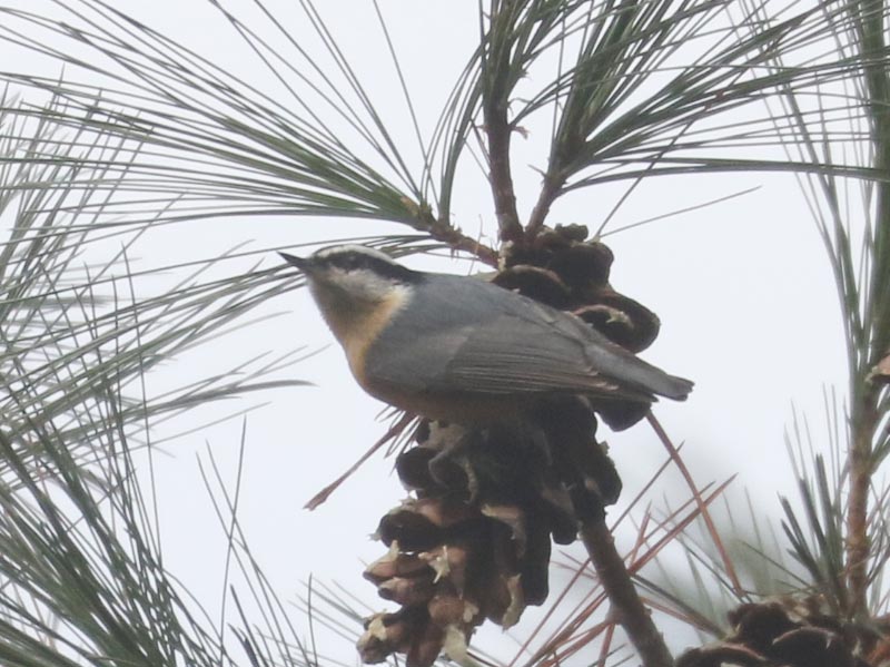 Mystery bird to be identified