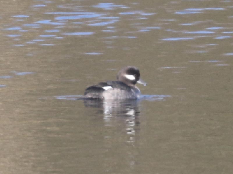 Mystery bird to be identified