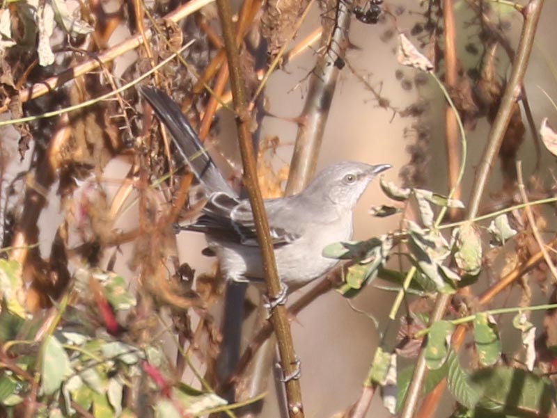 Mystery bird to be identified