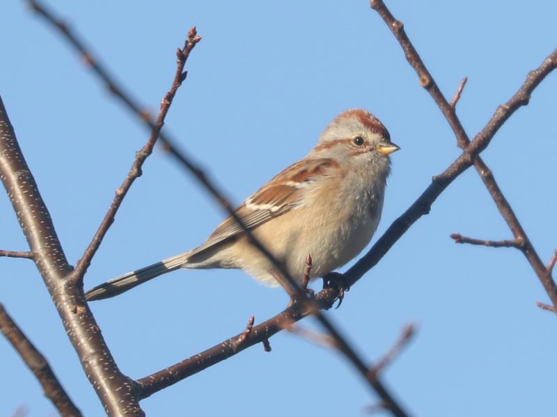 Mystery bird to be identified