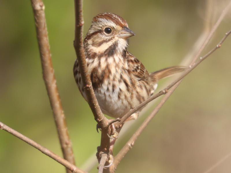 Mystery bird to be identified