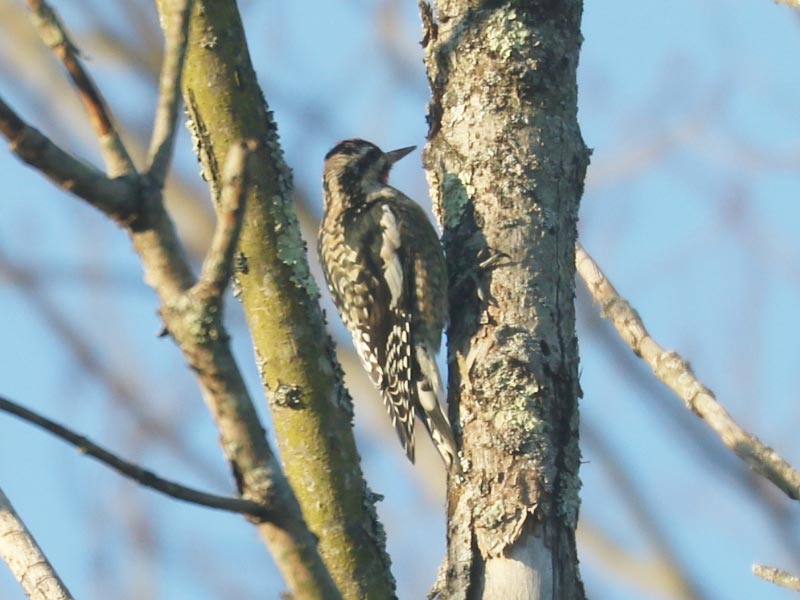 Mystery bird to be identified