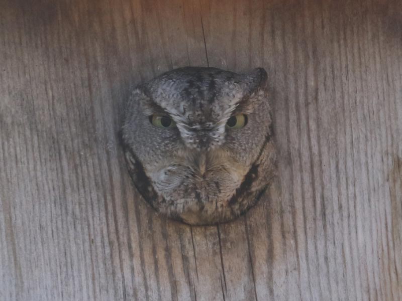 Mystery bird to be identified