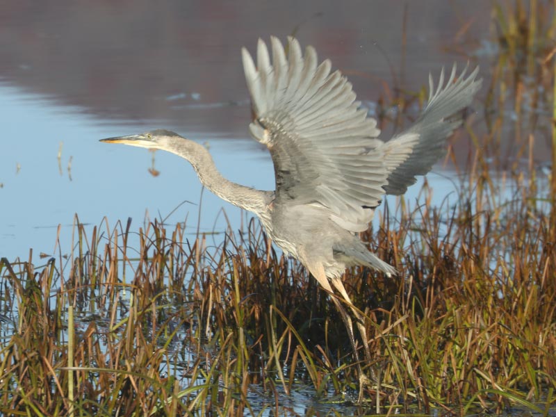 Mystery bird to be identified