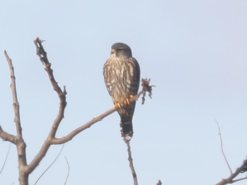 Mystery bird to be identified
