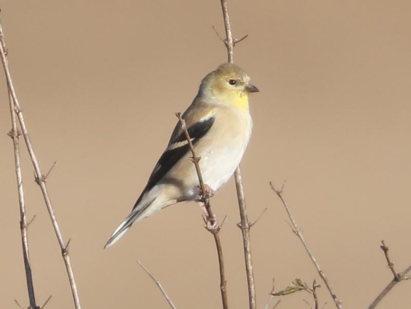 Mystery bird to be identified