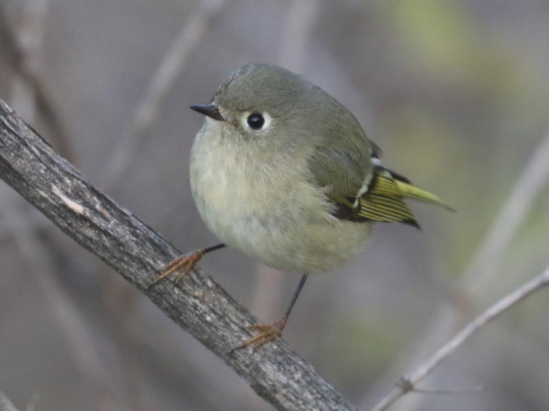 Mystery bird to be identified