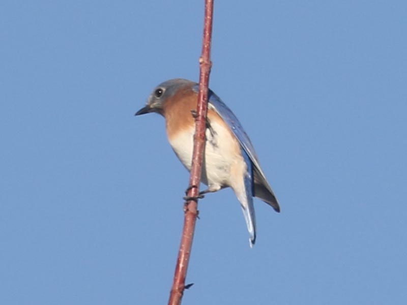 Mystery bird to be identified