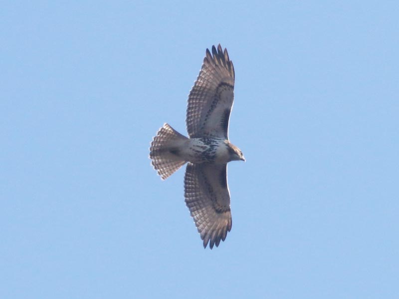 Mystery bird to be identified