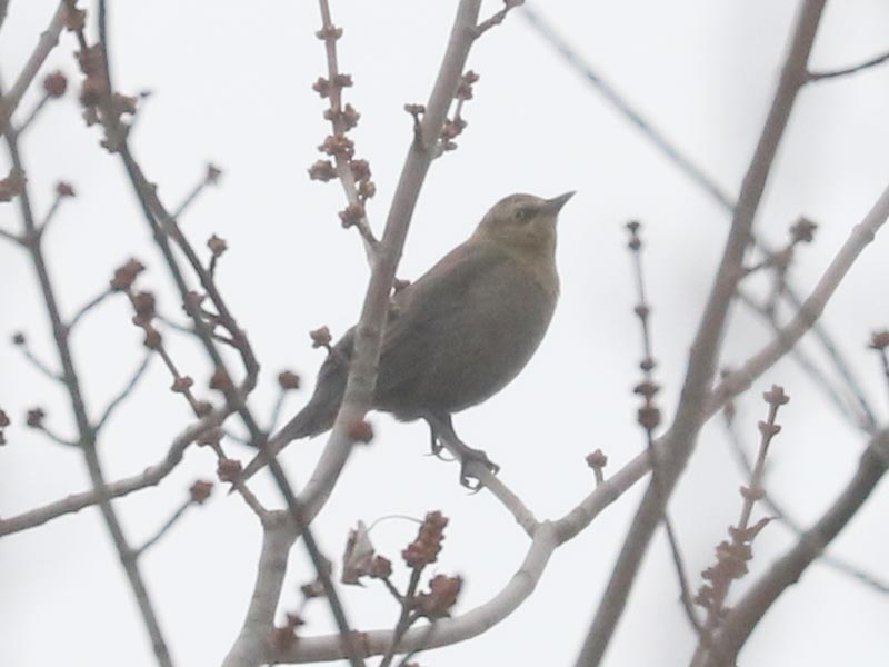 Mystery bird to be identified
