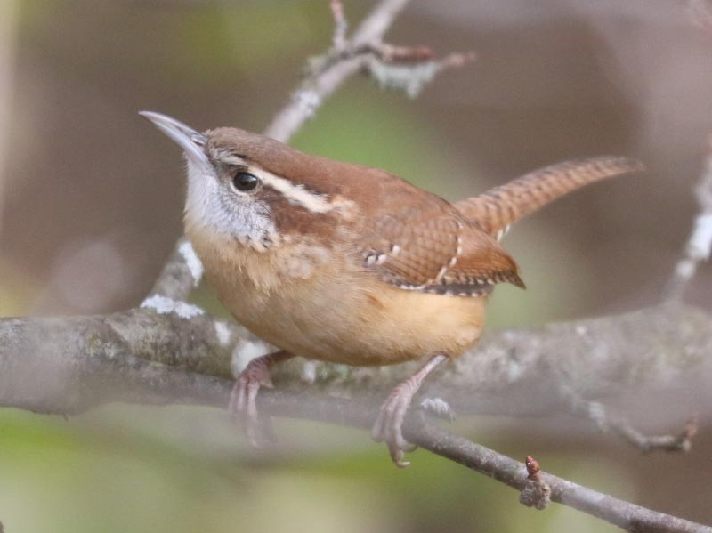 Mystery bird to be identified