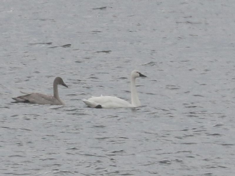 Mystery bird to be identified