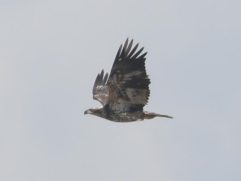 Mystery bird to be identified