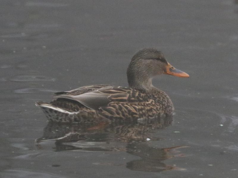 Mystery bird to be identified