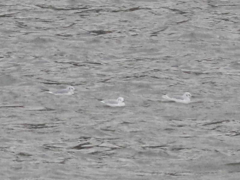 Mystery bird to be identified