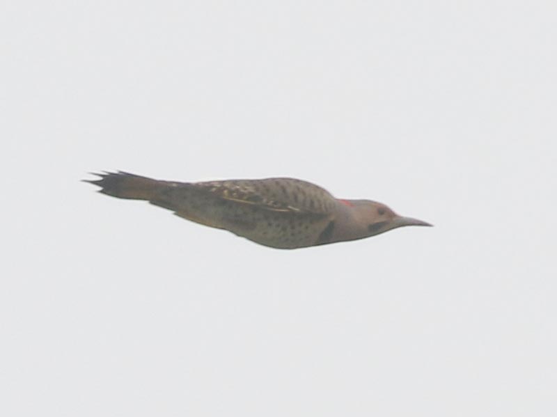 Mystery bird to be identified