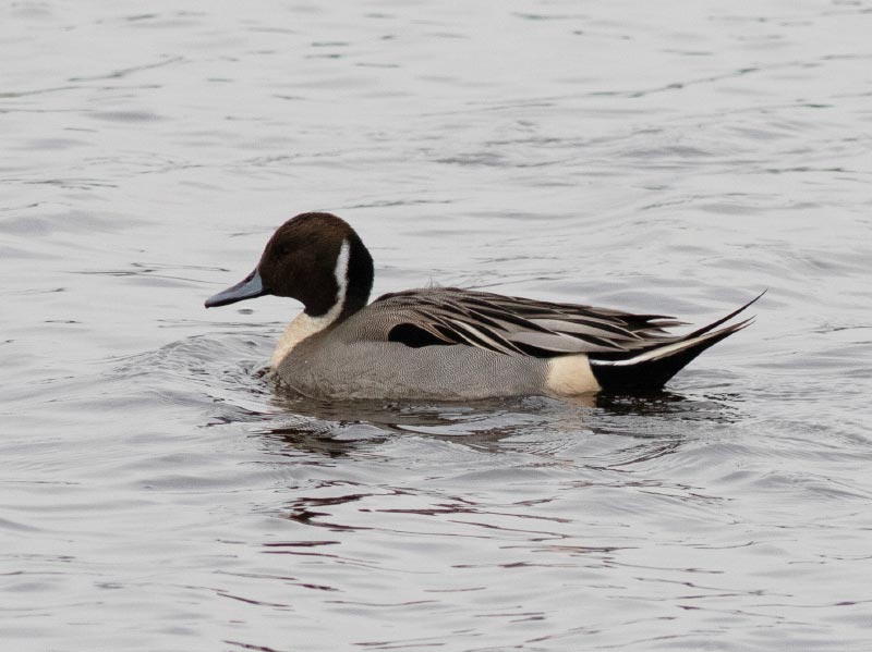 Mystery bird to be identified
