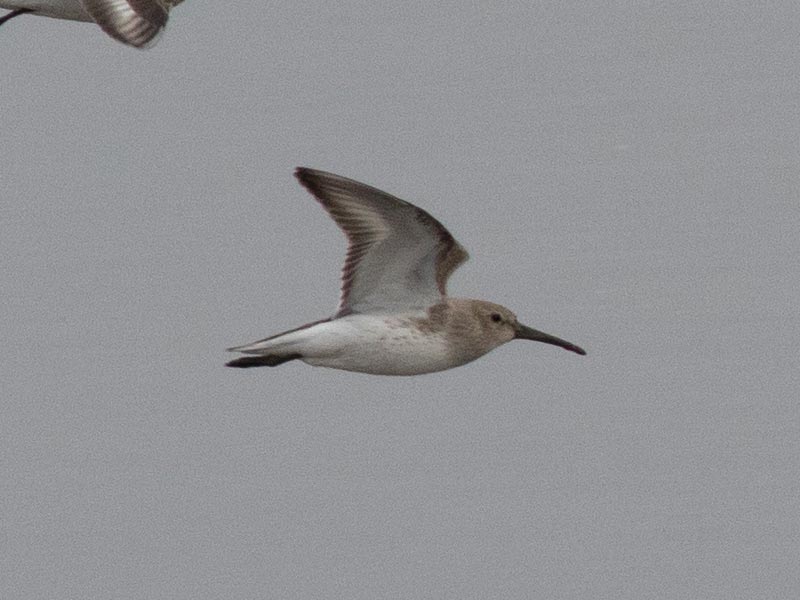 Mystery bird to be identified