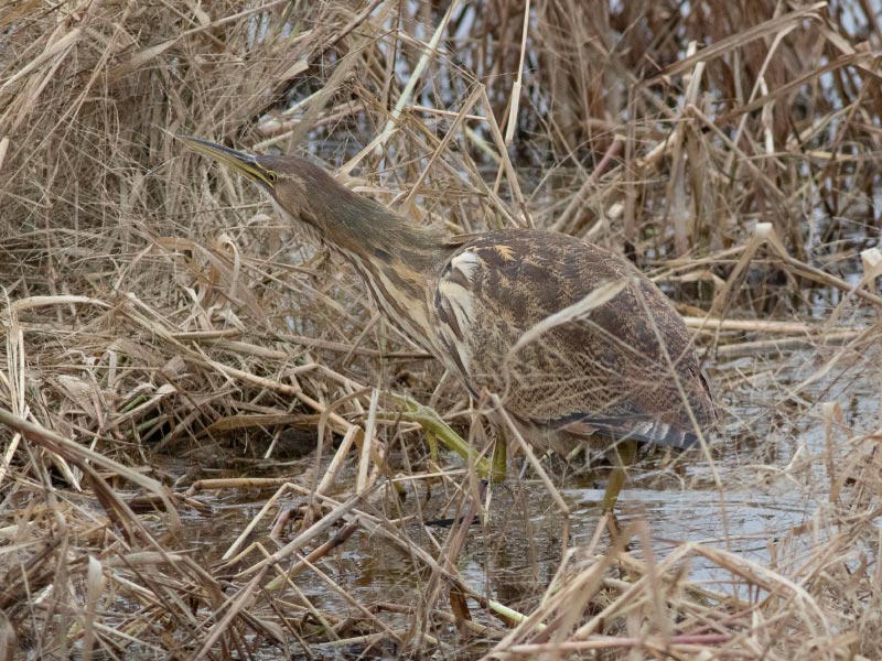 Mystery bird to be identified