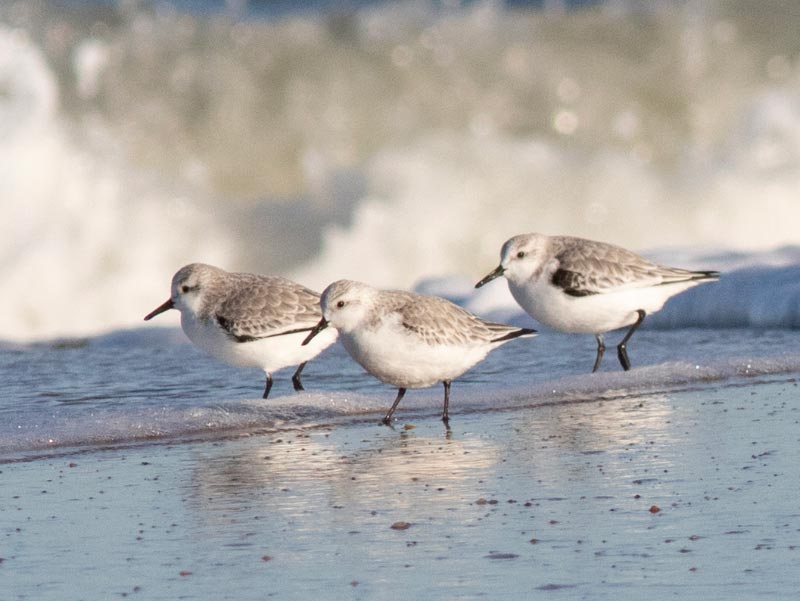 Mystery birds to be identified