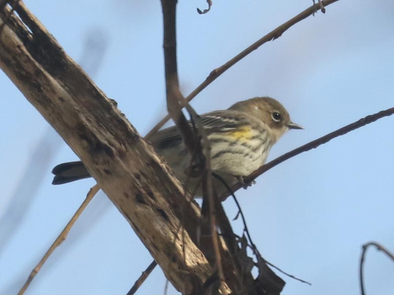 Mystery bird to be identified