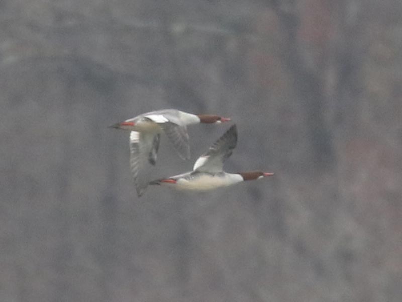 Mystery birds to be identified