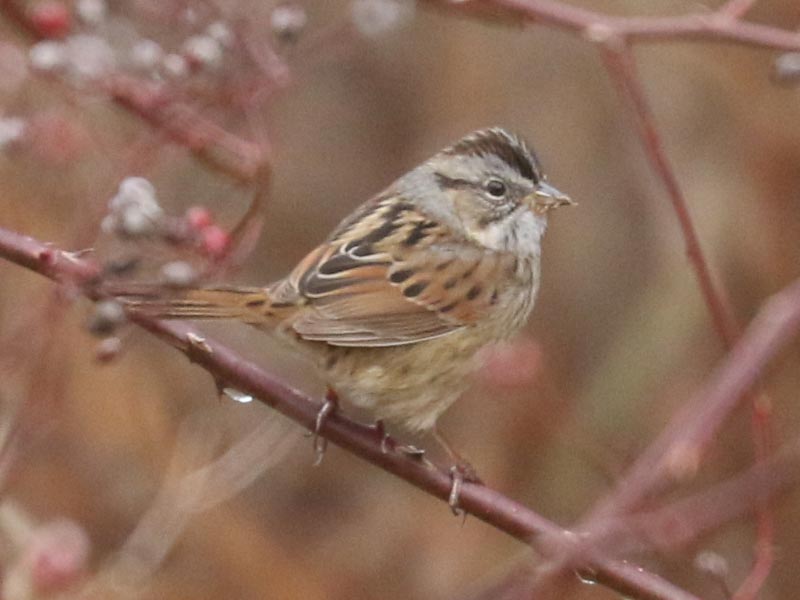 Mystery bird to be identified