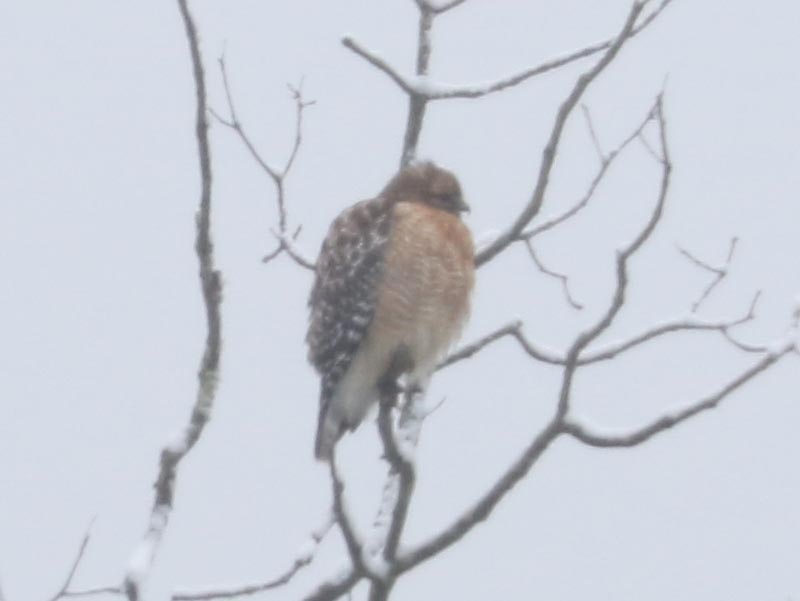 Mystery bird to be identified