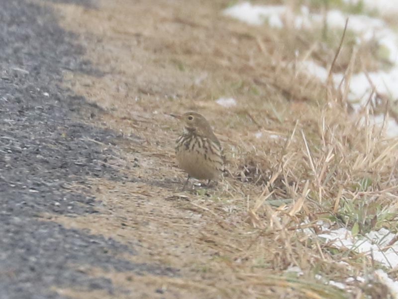 Mystery bird to be identified