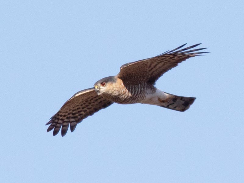 Mystery bird to be identified
