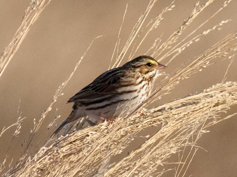 Mystery bird to be identified