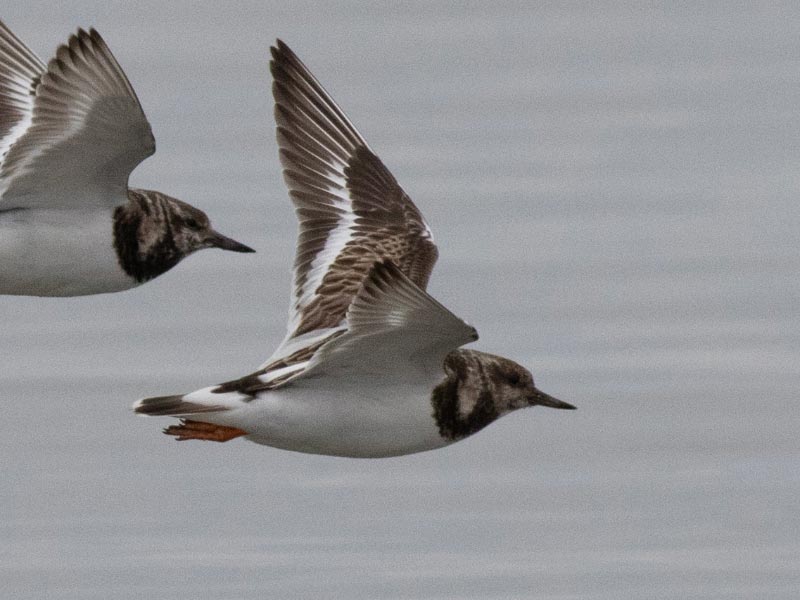 Mystery bird to be identified