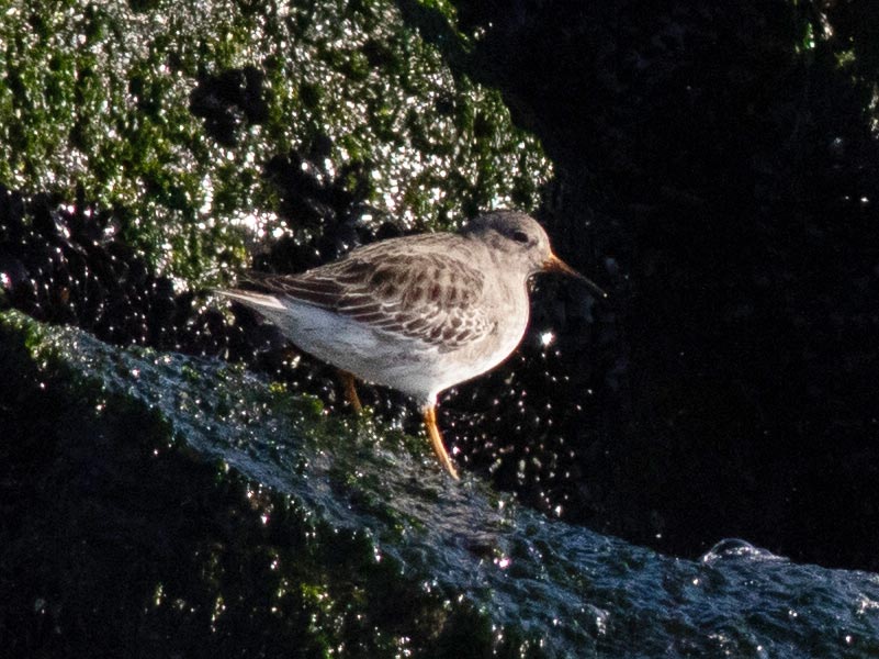 Mystery bird to be identified