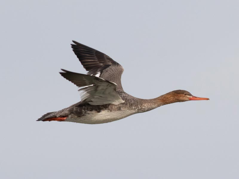 Mystery bird to be identified