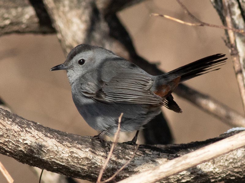 Mystery bird to be identified