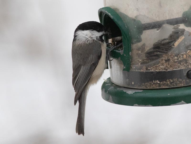 Mystery bird to be identified