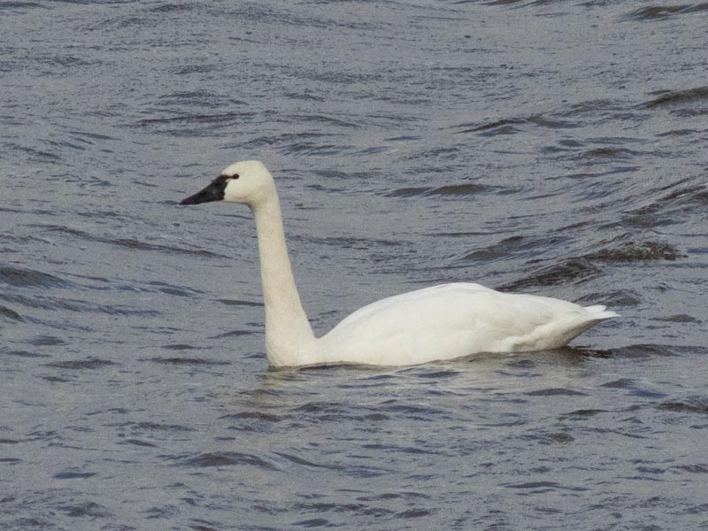 Mystery bird to be identified