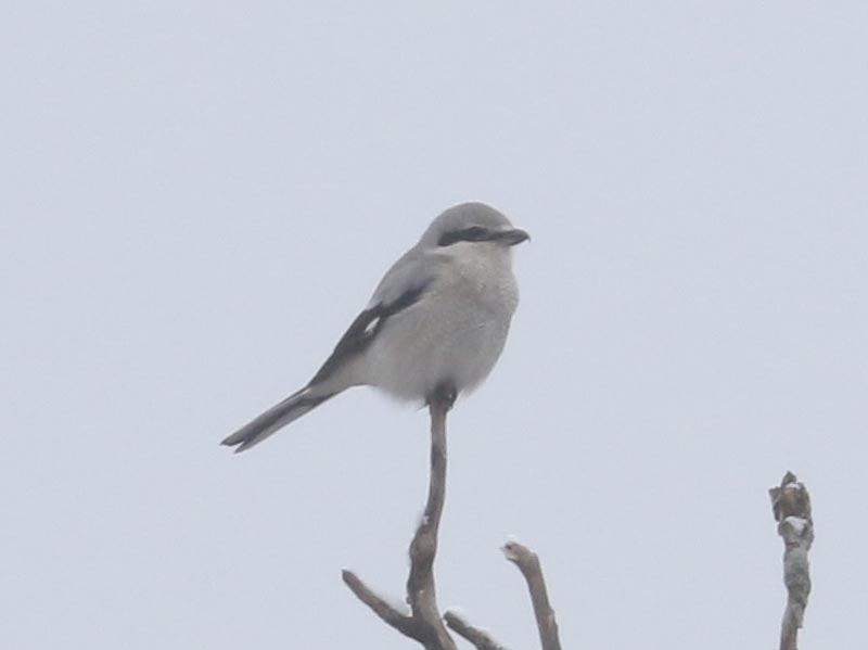Mystery bird to be identified