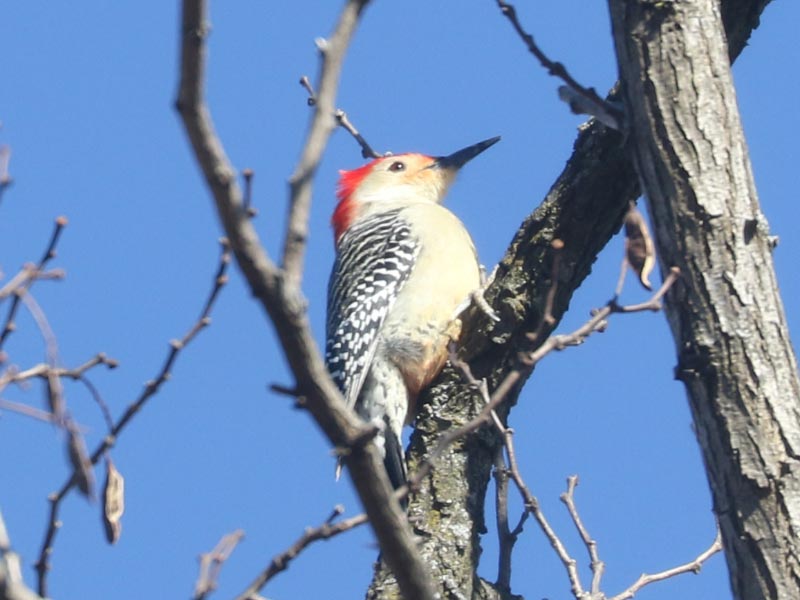 Mystery bird to be identified
