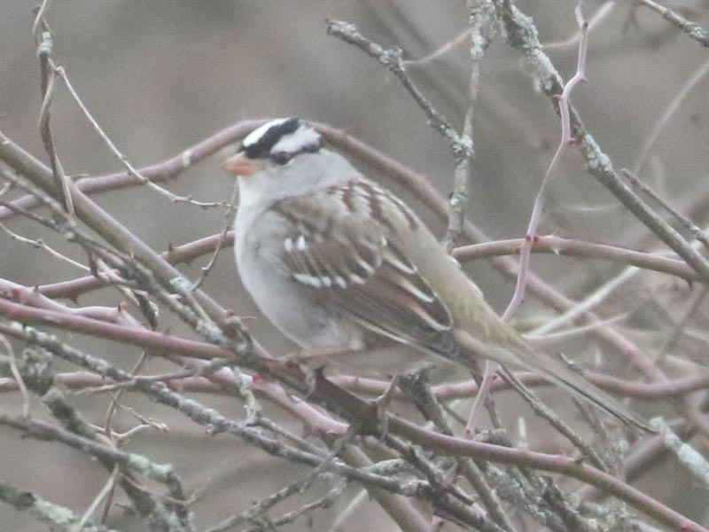 Mystery bird to be identified