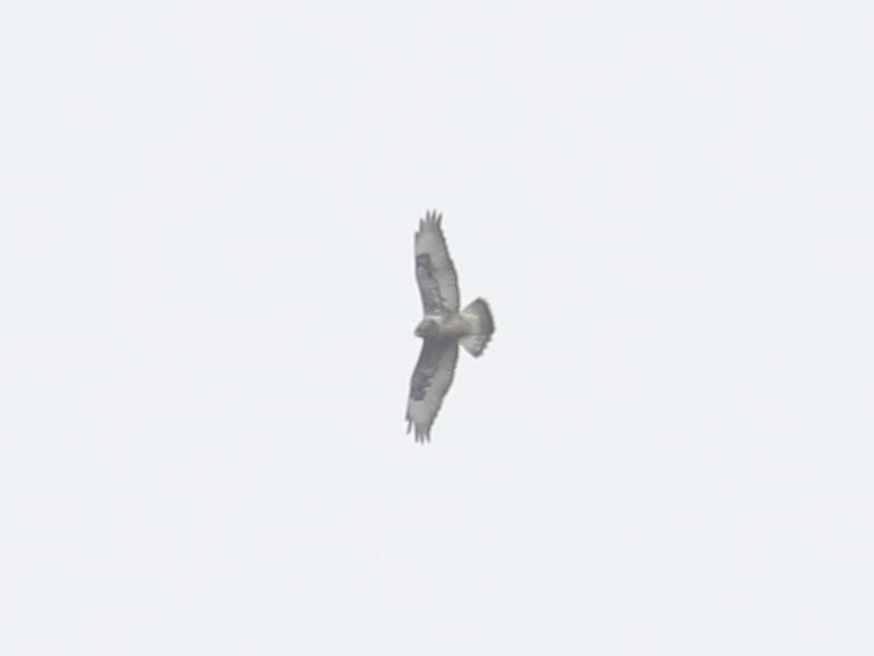 Mystery bird to be identified