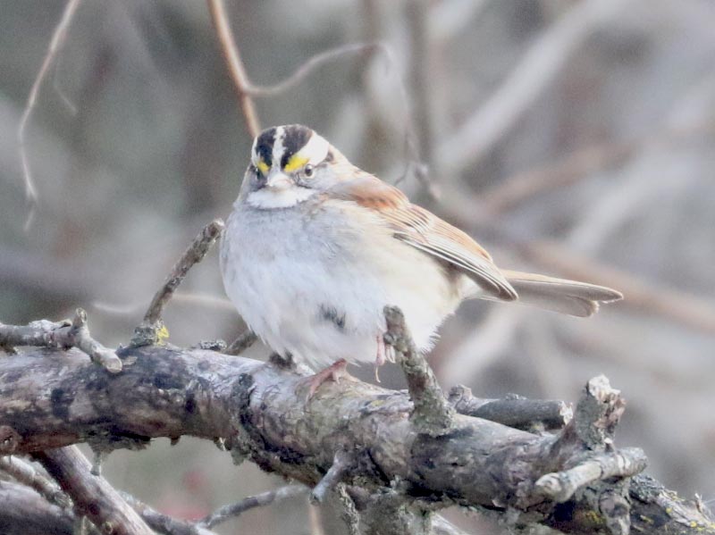 Mystery bird to be identified