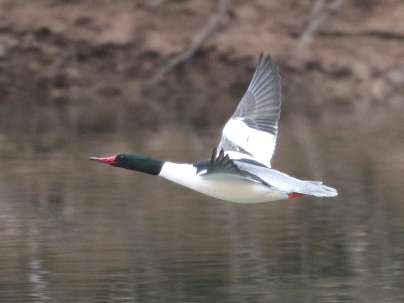 Mystery bird to be identified